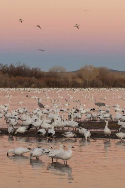 New Mexico snow geese twilight wedge